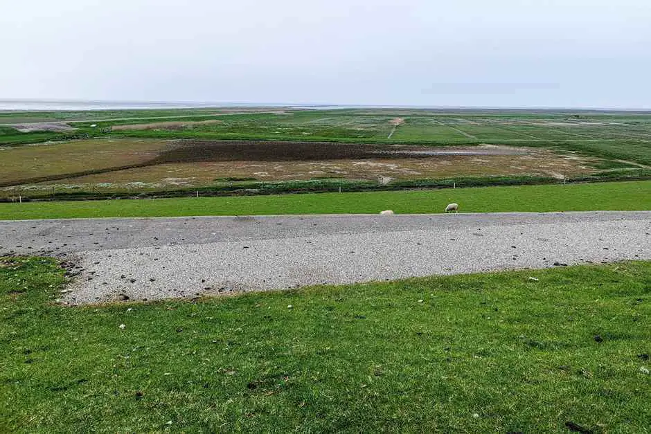 Sheep graze in the mud