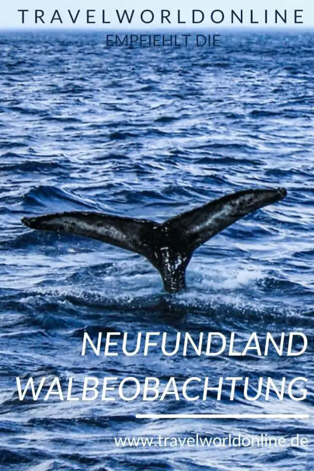 Neufundland Walbeobachtung