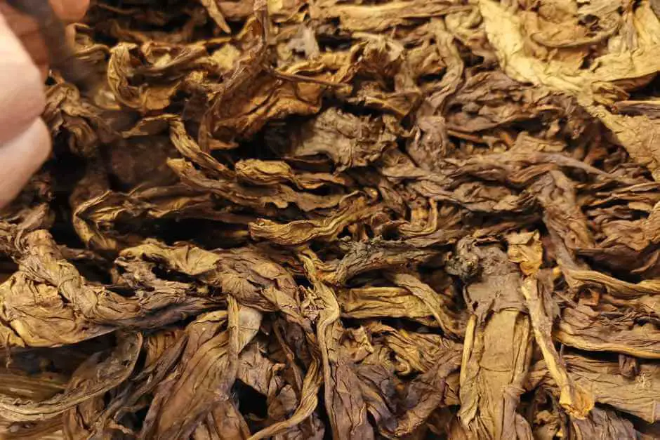 Dried tobacco