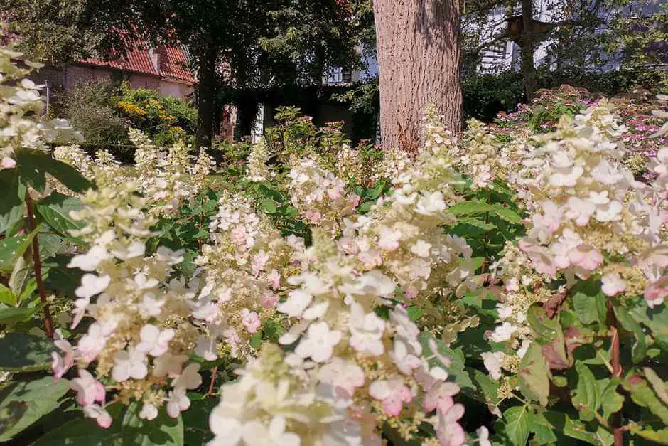 In the cloister garden of the Agnieten monastery in the Hanseatic city of Elburg