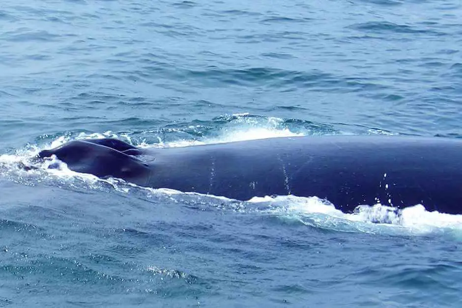 Where and how to see & experience whale species in New England