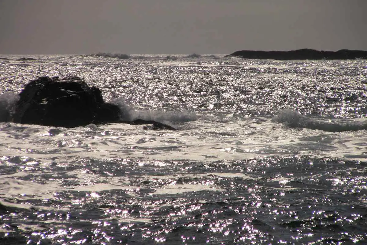 Look out for the vastness of the Pacific at the Pacific Rim Whale Festival