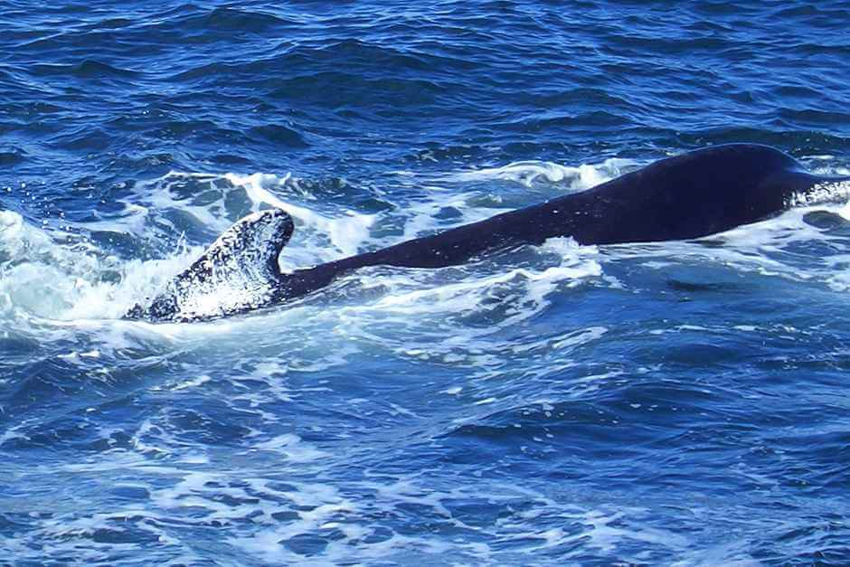 Wal vor Neuengland beim Whale Watching in Massachusetts