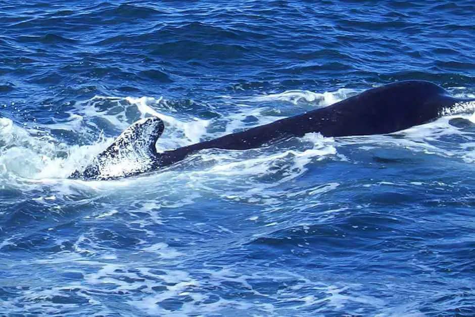 Whale off New England at Whale Watching in Massachusetts