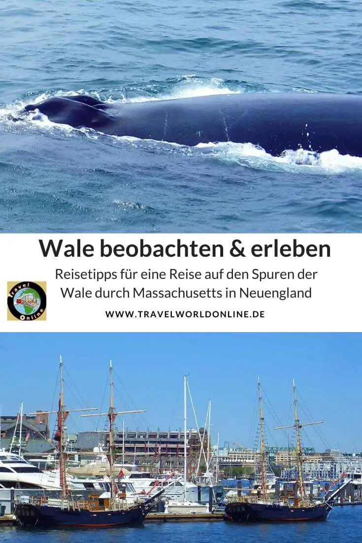 Wal Arten beobachten und erleben in New England