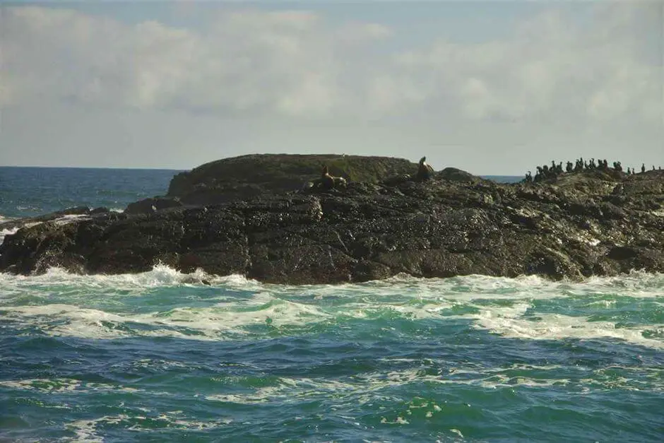 Stellars Sea Lions beim Pacific Rim Tofino Whale Festival