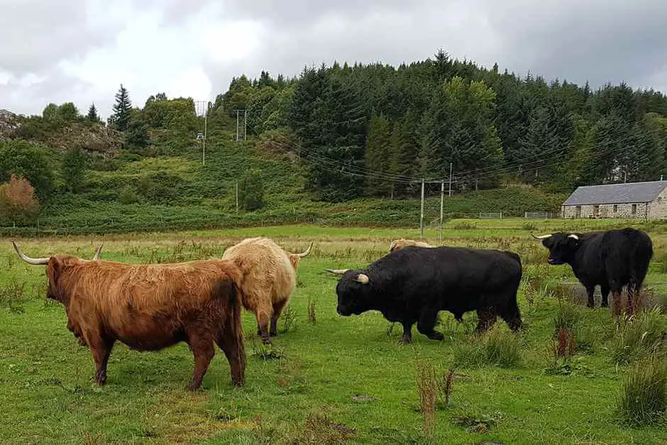 Highland cattle