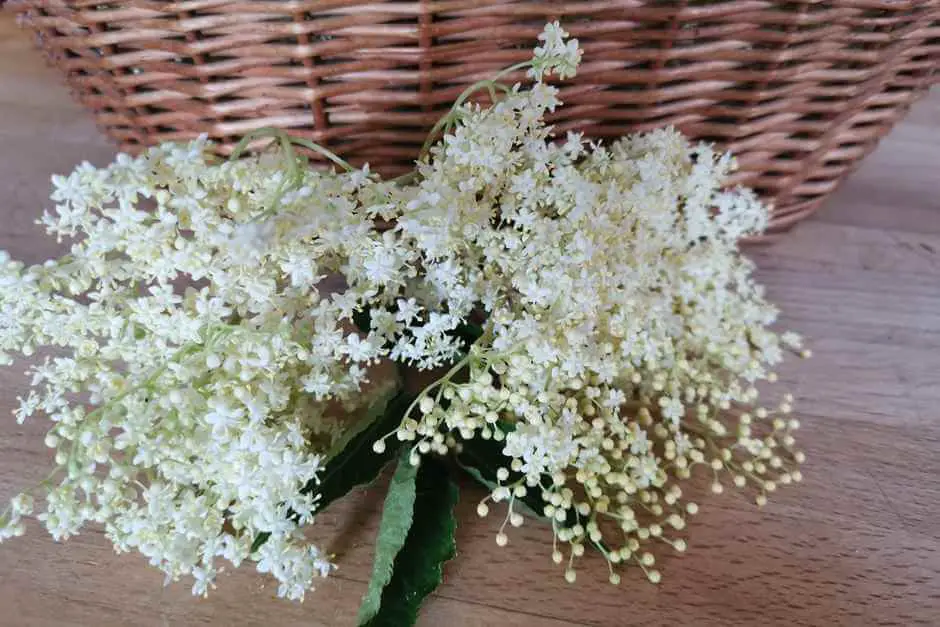 Elderflower collect recipes for elderflower flowers