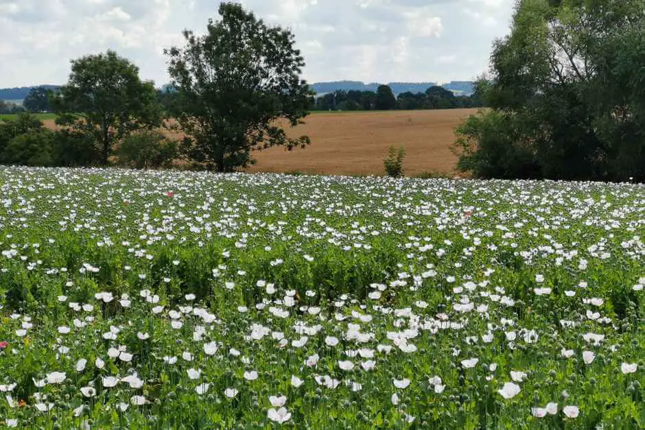 Field of poppies on the country road