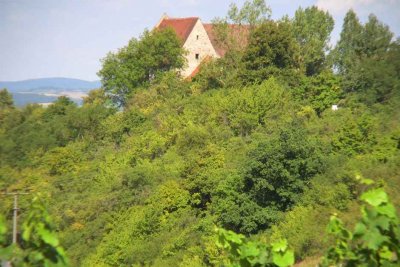 Der Weinberg oberhalb von Ipsheim bei der Burg Hoheneck