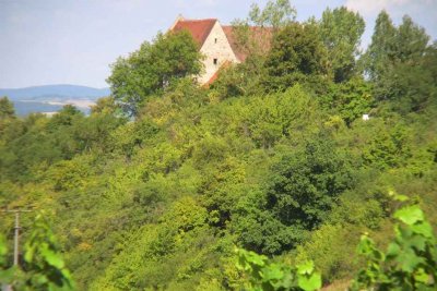 Der Weinberg oberhalb von Ipsheim bei der Burg Hoheneck