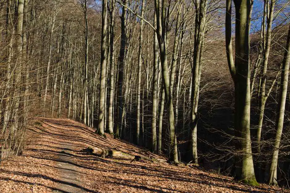 The Grumsiner Buchenwald - hiking trails in Germany