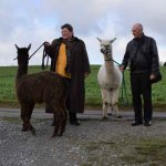 Petar and Monika hike with alpacas