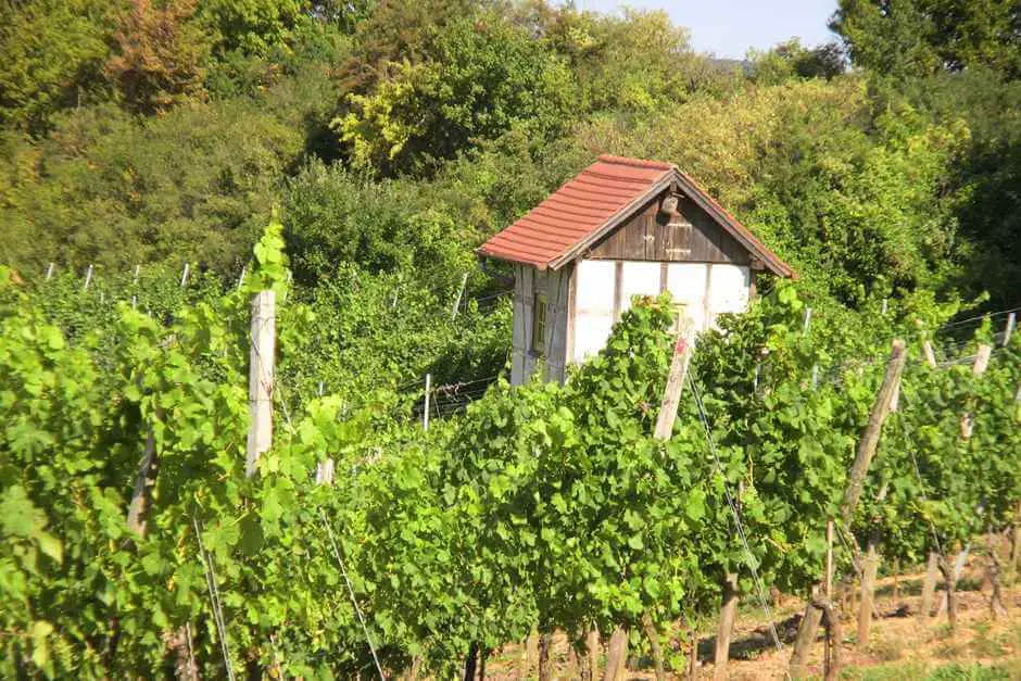 Weinberge bei Burg Hoheneck