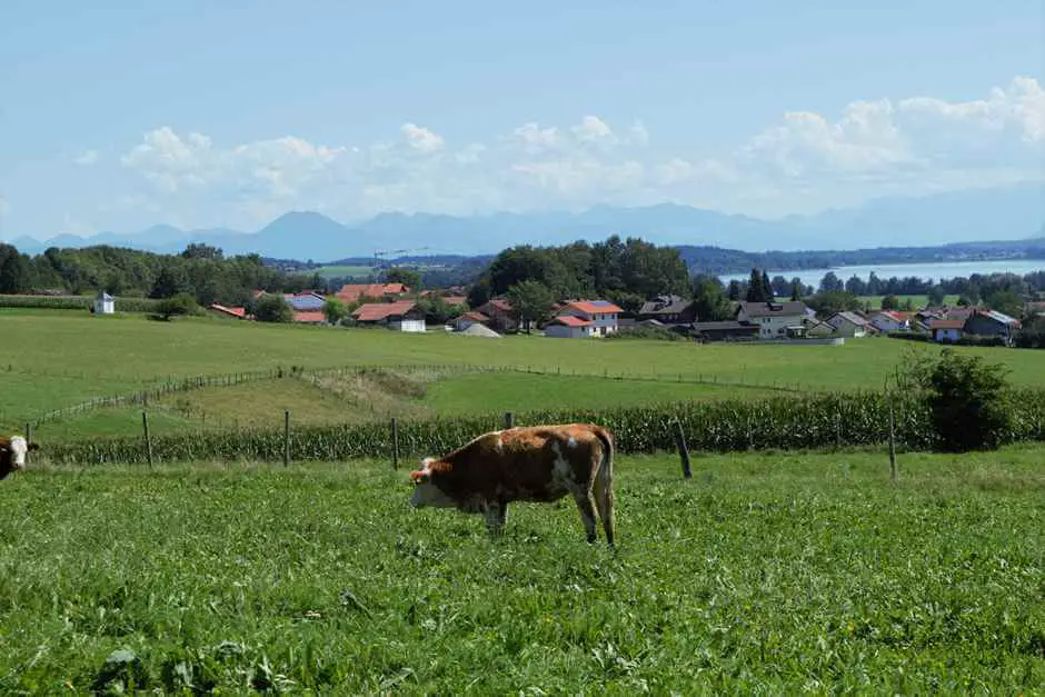 Cattle graze above the Waginger See