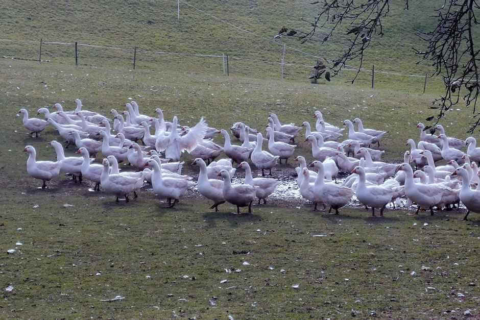 Willow geese