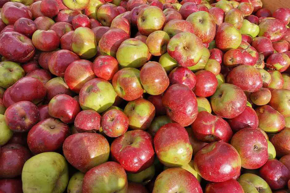 Freshly picked apples for the farm shop