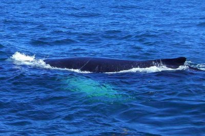 Pacific Rim Tofino Whale Festival