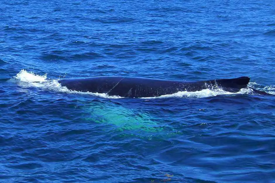 Pacific Rim Tofino Whale Festival on Vancouver Island