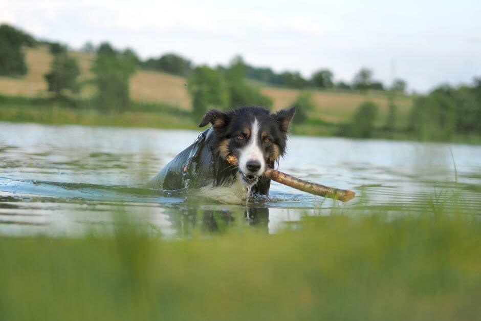 Chiemsee Ferienwohnung kinderfreundlich mit Hund