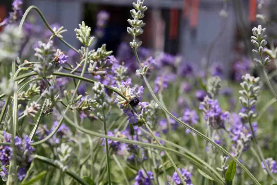 Bleu Lavande Lavender Farm in Fitch Bay Quebec