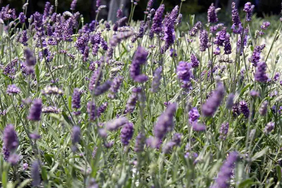 Lavendelblüten in der Bleu Lavande Lavender Farm in Fitch Bay Quebec