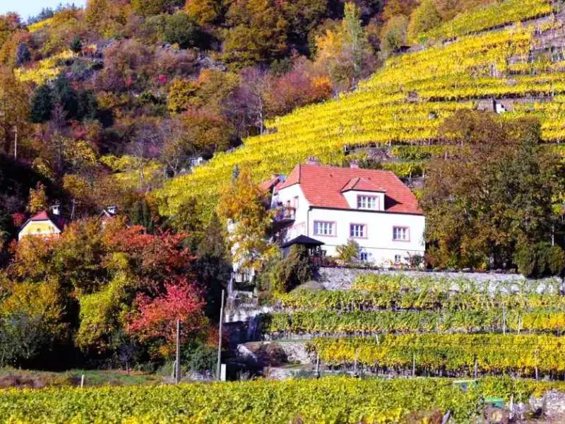 Haus in den Weinbergen der Wachau im Herbst