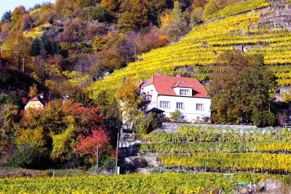 Haus in den Weinbergen der Wachau im Herbst