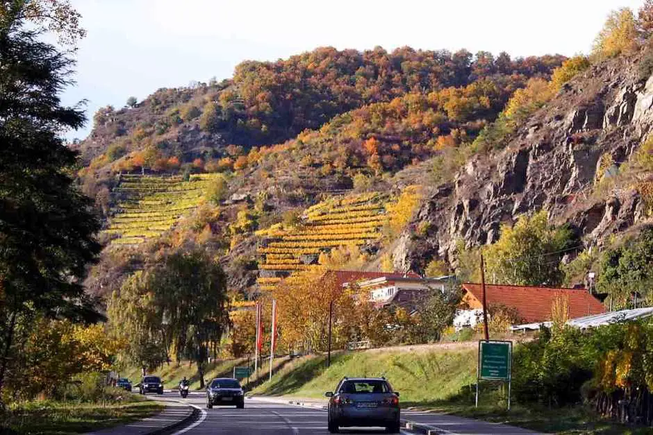 Wachau vineyards in autumn