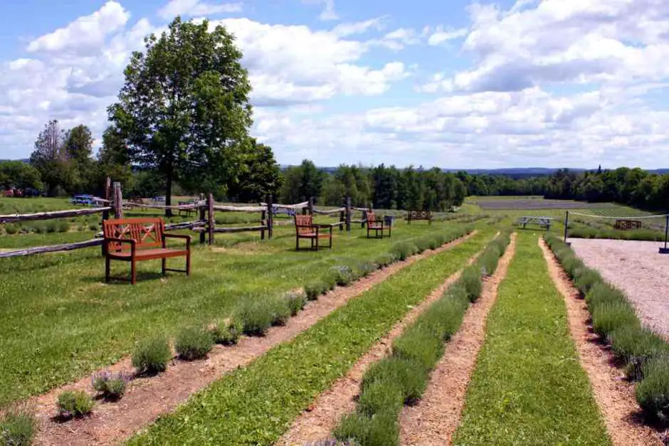 Bleu Lavande Lavender Farm in Fitch Bay Quebec