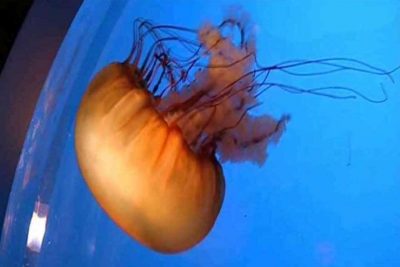 Yellow jellyfish
