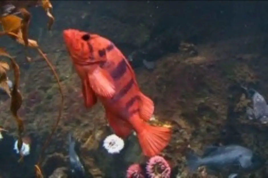 Underwater world at the Shaw Ocean Discovery Center in Sidney around Vancouver Island