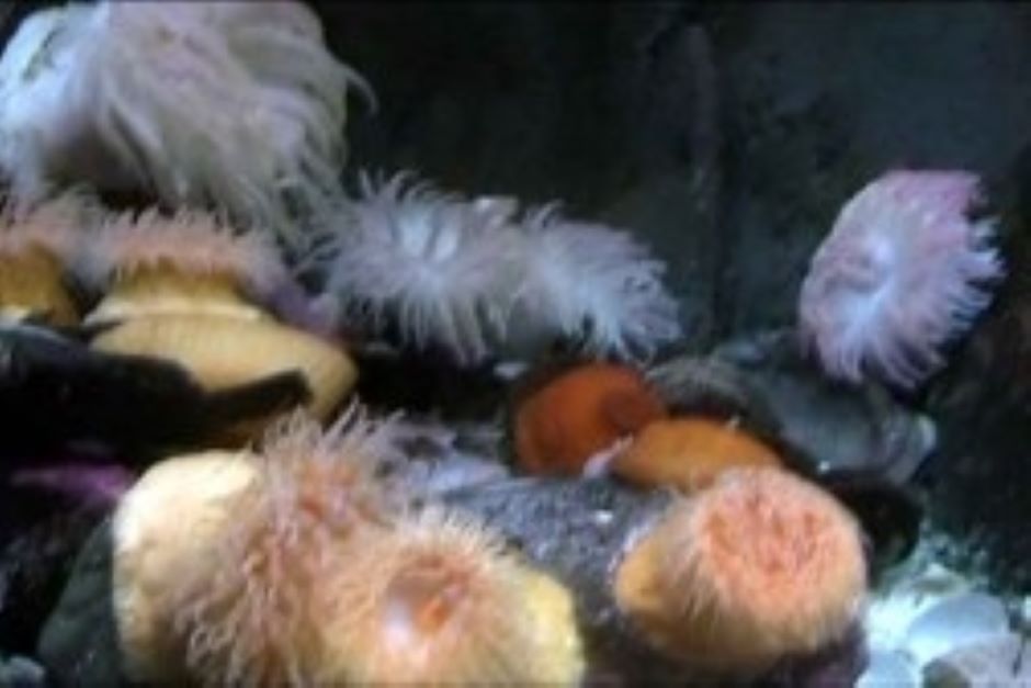 Sea anemones at Shaw Ocean Discovery Center in Sidney on Vancouver Island