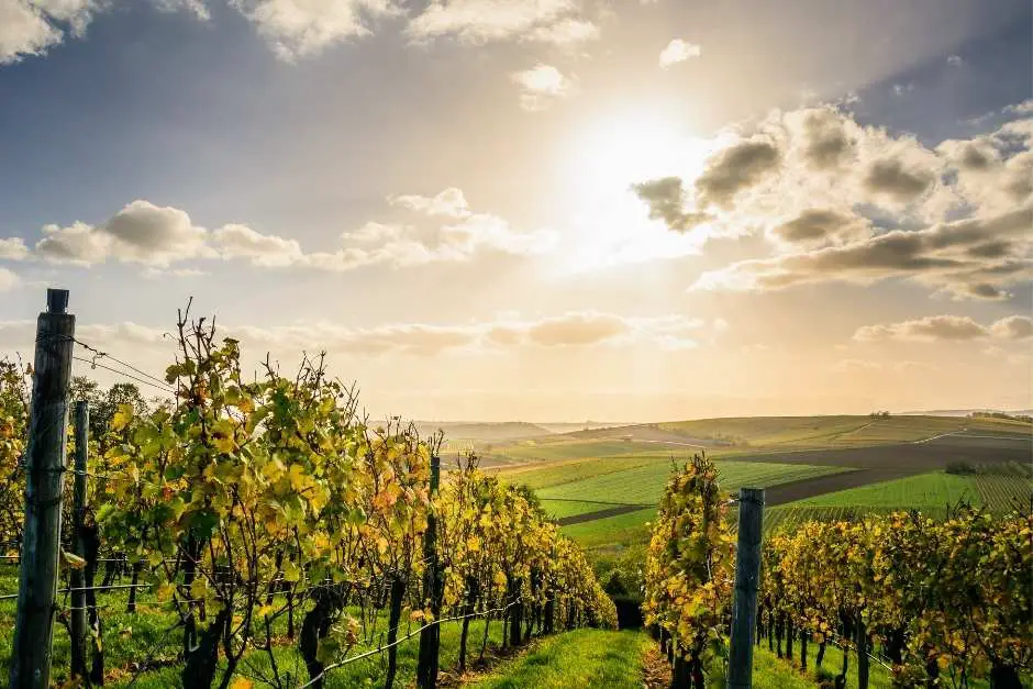 Enjoy the vineyards in Rheinhessen