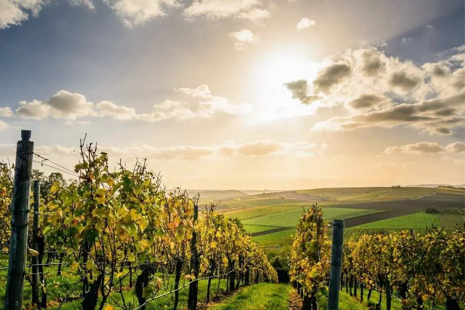 Weinberge in Rheinhessen genießen