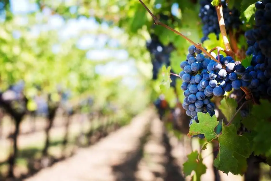 Grapes and vines - Rheinhessen vineyards