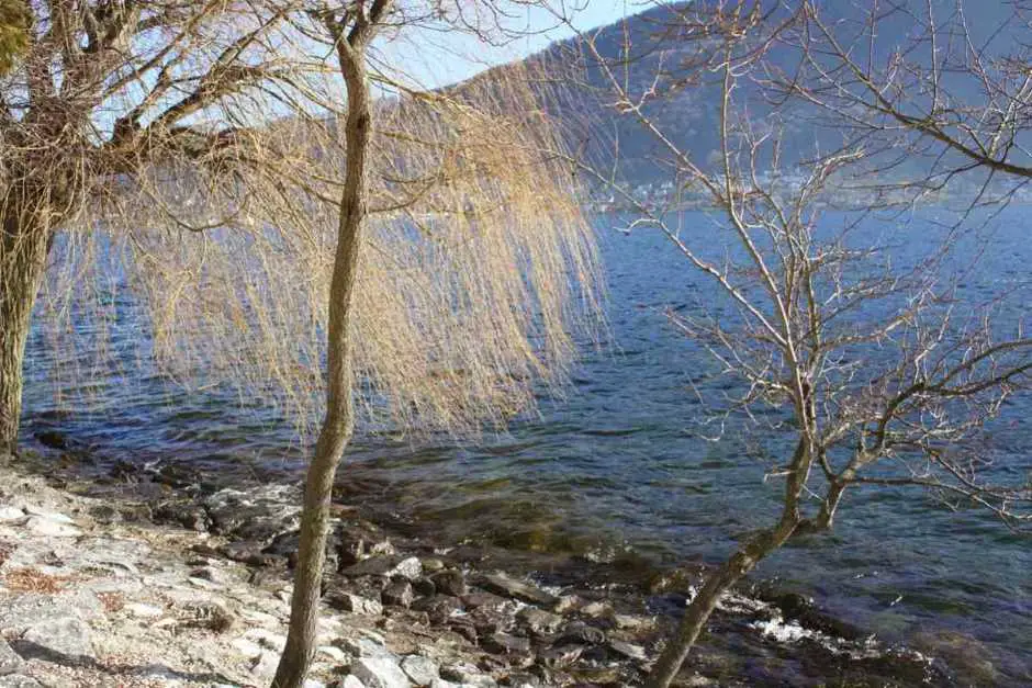 Weeping willows by the lake