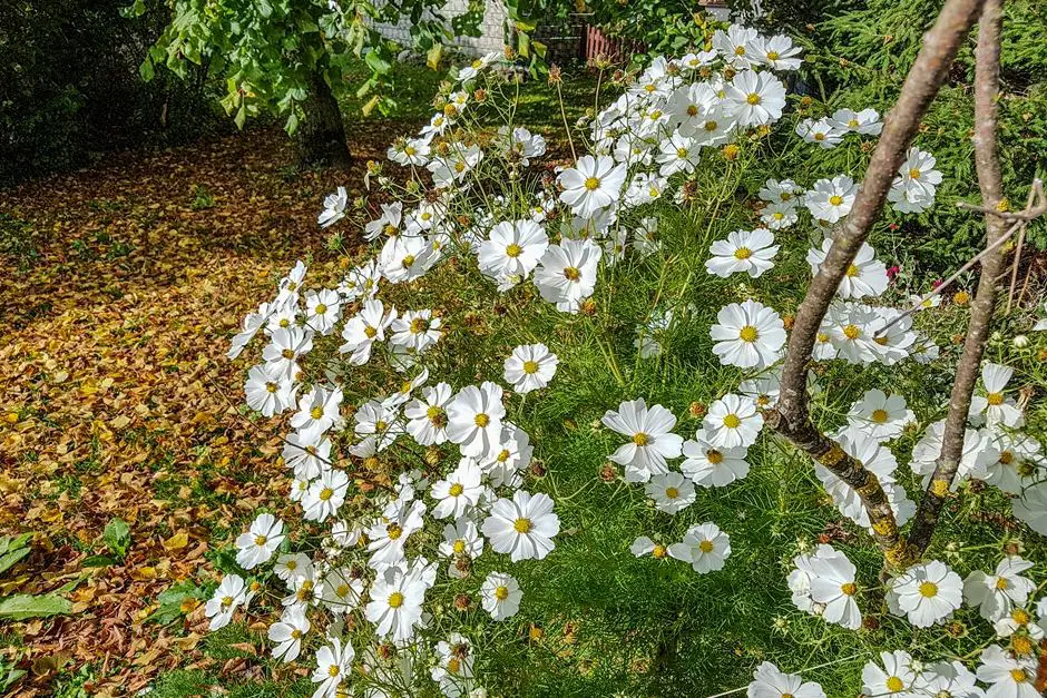 Cosmeas and autumn leaves