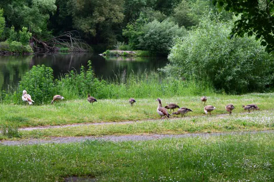 Wild geese on the Main