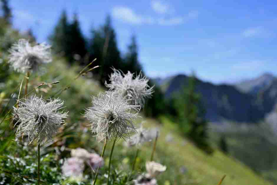 Plants in the Great Walser Valley in Vorarlberg