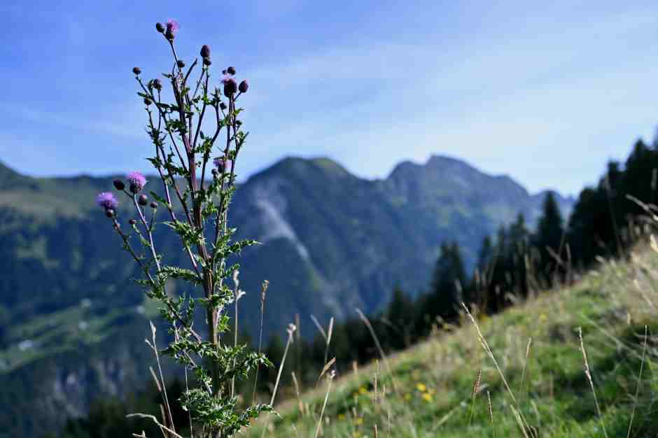 Nature in the Grosses Walsertal in Vorarlberg