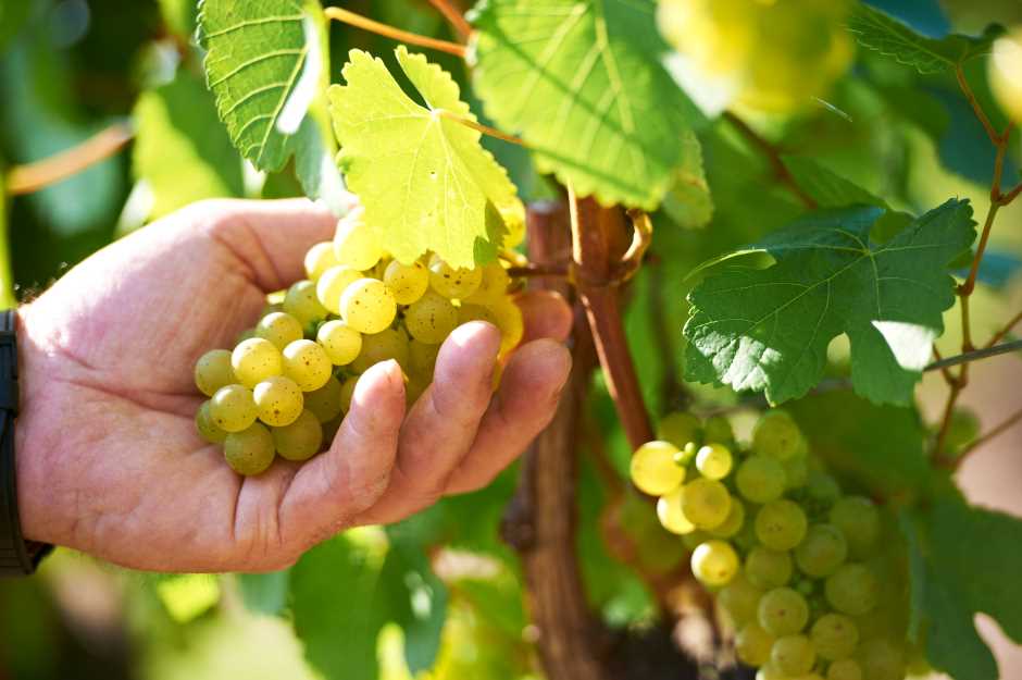 Rheinhessenwein (c) Copyright djd / Rheinhessenwein / Robert-Dieth
