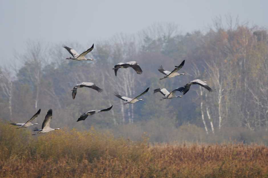 Cranes are resting