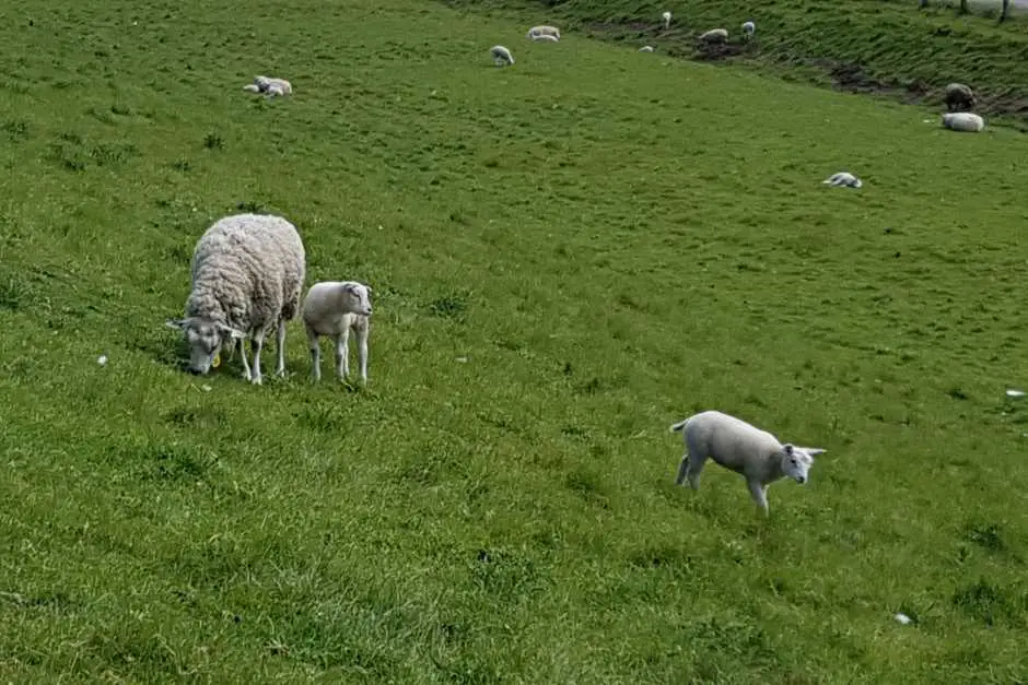 Texelschafe kuscheln auf der niederländischen Nordseeinsel Texel