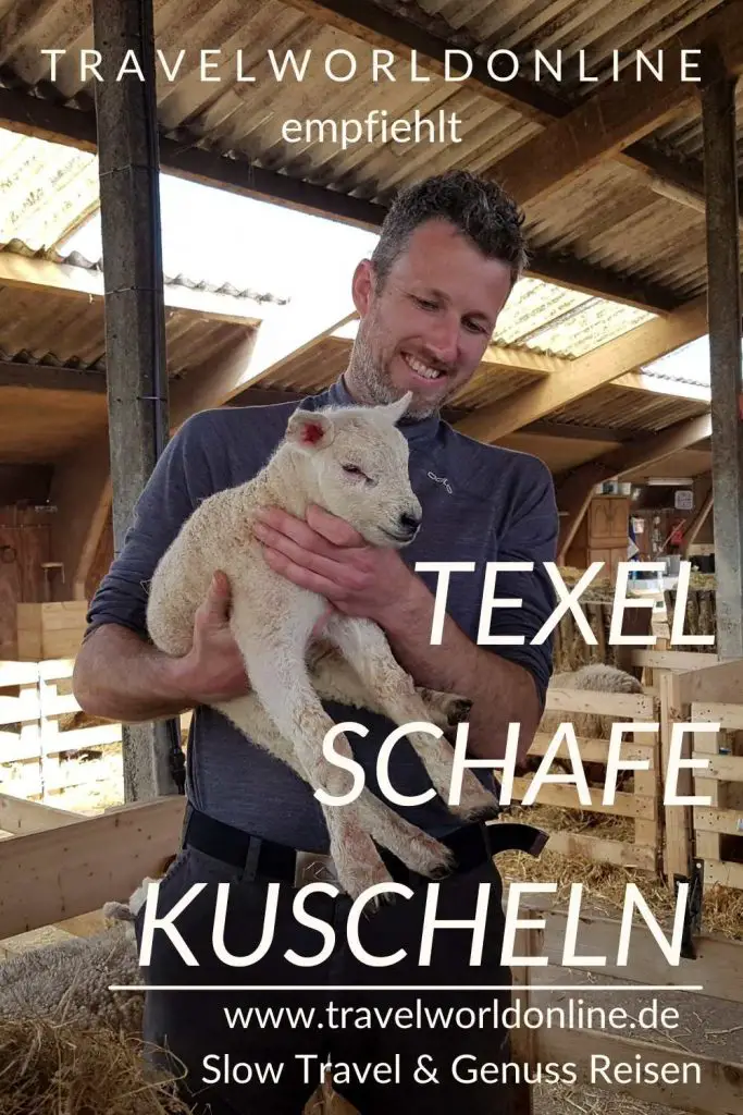 Texel sheep cuddle