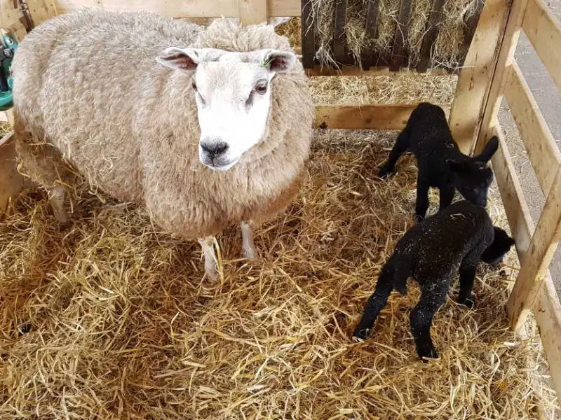 Texel sheep with lambs