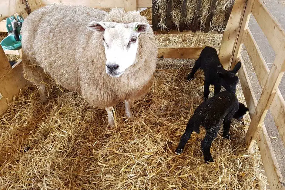 Texel sheep with lambs