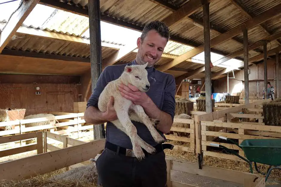 Texel sheep cuddle