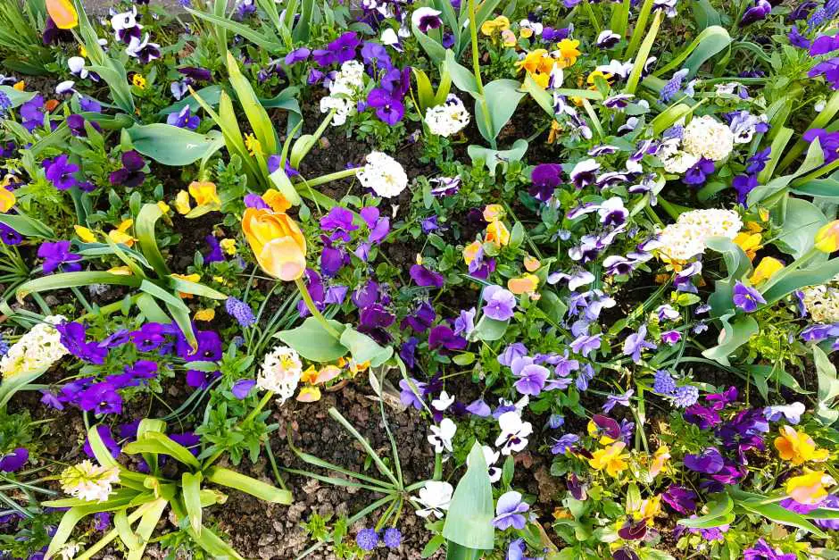 Frühjahrsblüte im Bad Driburg Gräflicher Park