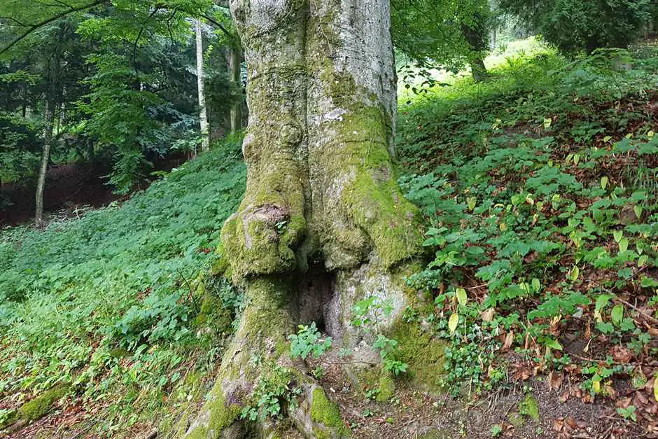 Knorrige alte Bäume